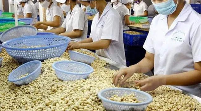 Cashew businesses lack capital to continue operation