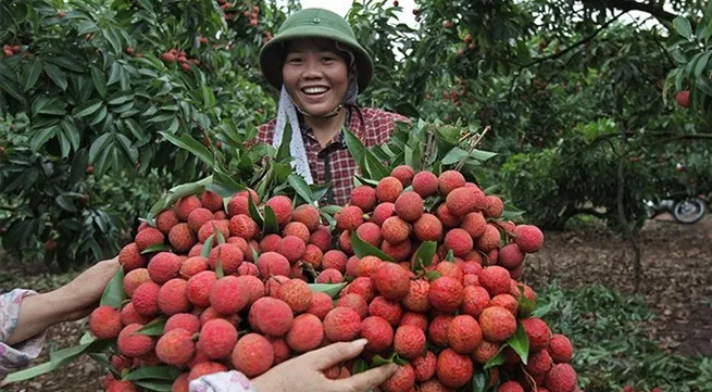 Việt Nam struggles to export fruit to demanding markets