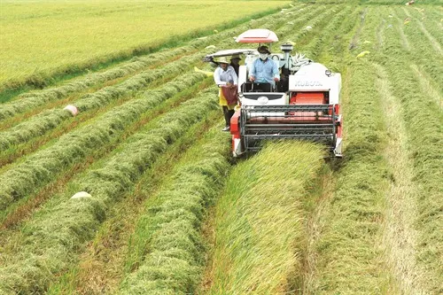 Sóc Trăng Province keen to grow organic rice