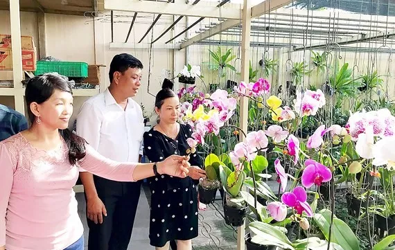 HCM City seeks to expand orchid market