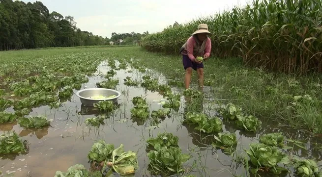 Mekong Delta reinforces dykes as water levels rise