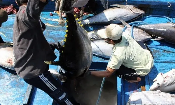 Tuna exports likely to hit $500m in 2018