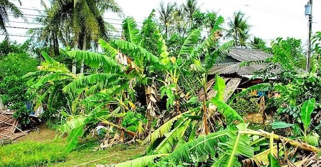 Whirlwinds kill two, damage houses in Cà Mau