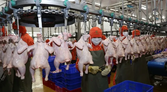 Farmed chicken price falls, as problems come home to roost