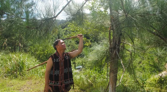 Sustainable forestry to boost growth among ethnic groups