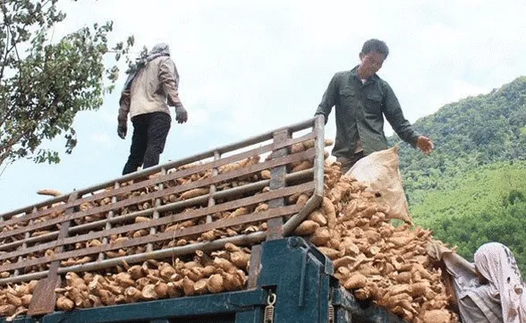 Cassava struggles to reach export goal