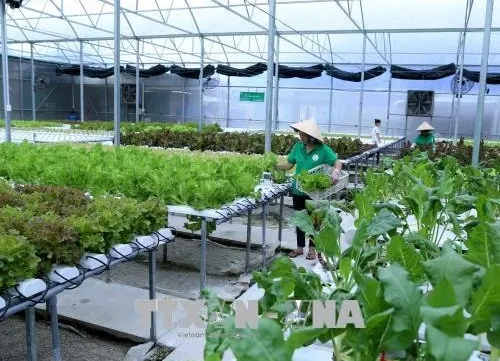 Cần Thơ targets agricultural growth of 3.2 per cent per year