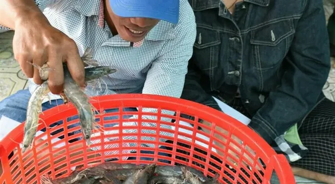 Experts discuss global shrimp demand, VN’s supply capacity