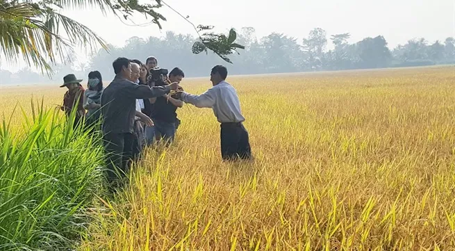Vĩnh Long organic rice plan yields good results