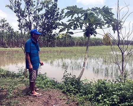 Mekong Delta farmers breed more fish during flood season