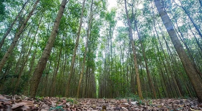 Timber farmers should think big to boost growth: experts