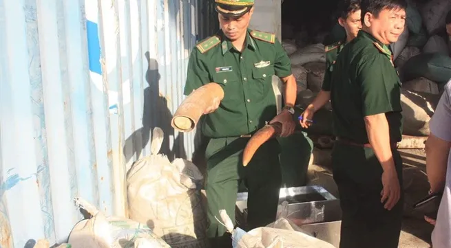 Smuggled ivory and pangolin scales seized in Đà Nẵng