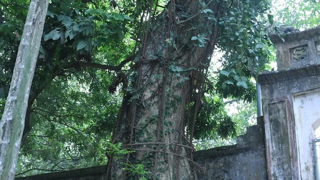 Residents want to sell 200-year-old sưa tree