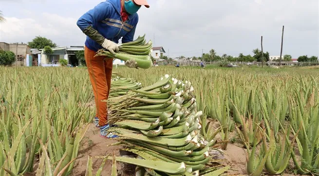 Ninh Thuận farmers strike it rich with aloe vera