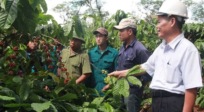 Đắk Lắk to reduce coffee-growing area