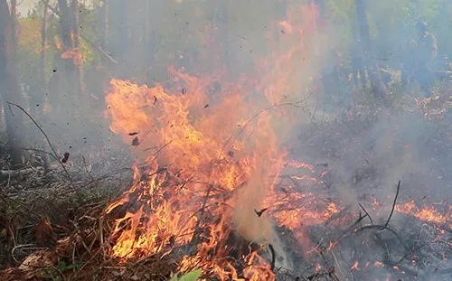 Fire destroys 8,000sq.m of forest