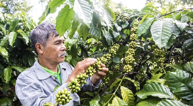 Bayer in private sector alliance to support coffee smallholder farmers