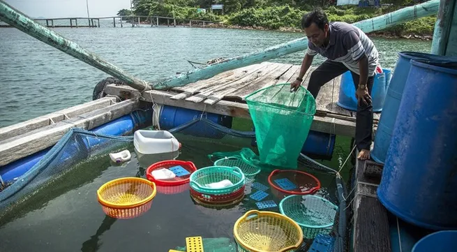Spotted-babylon snails never fail for these farmers in Kiên Giang
