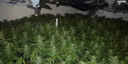 Vietnamese cannabis gang jailed in the UK