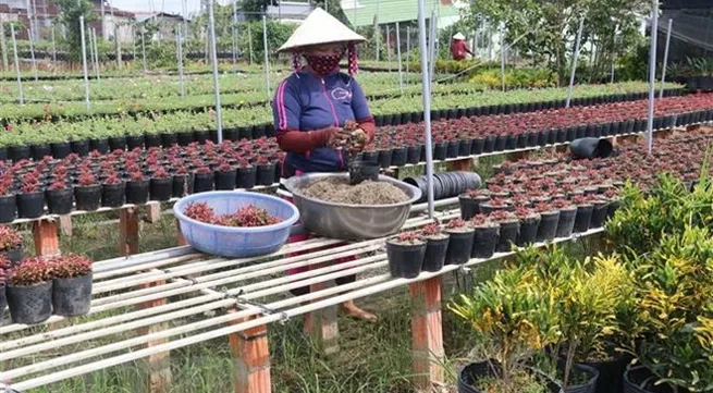 Flower farmers prepare for Tết holiday market