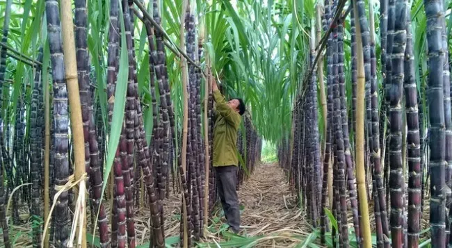 Thành Thành Công Investment acquires 35 million SBT shares, lifting ownership to 32 per cent