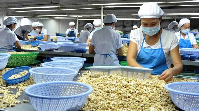 Local cashew industry to face challenges next year