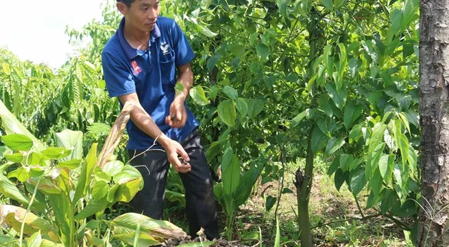 Đắk Lắk warns farmers not to grow sacha inchi on mass scale