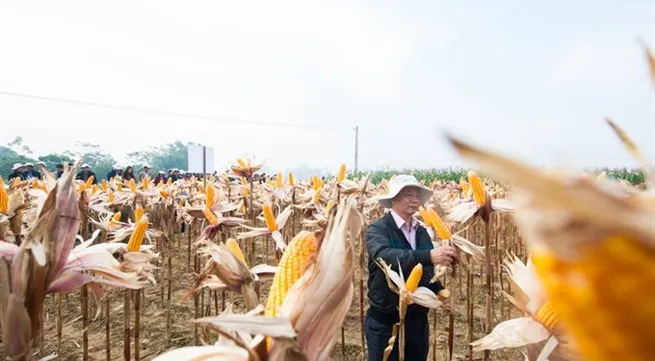 Genetically modified corns bring Thái Nguyên farmers benefits