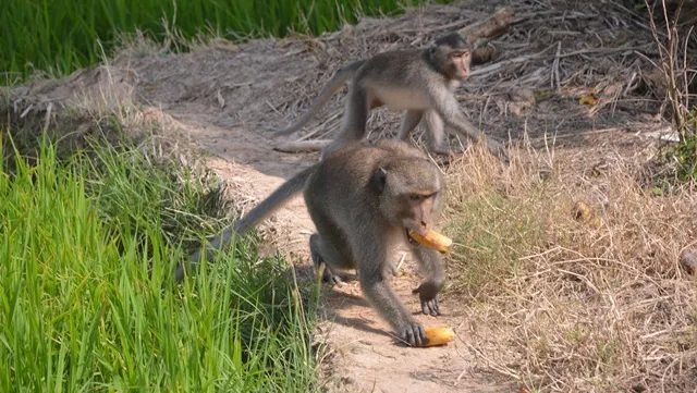 Monkeys destroy Sóc Trăng crops, attack residents