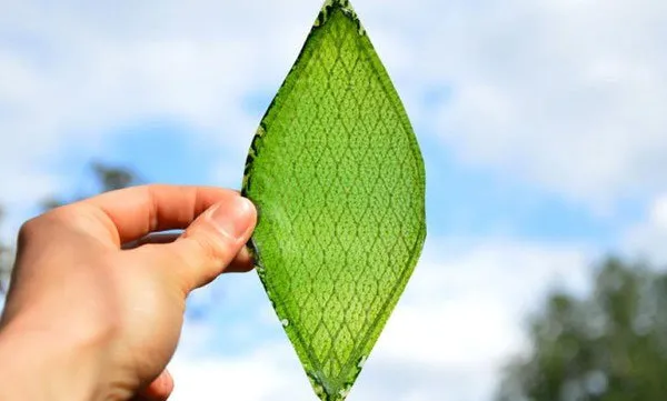 Vietnam successfully develops artificial leaf