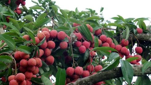 VietGap proves to be effective for lychees in Bac Giang