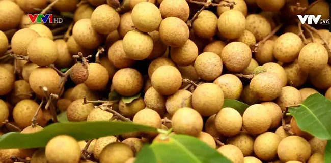 Trade promotions for Hung Yen's longan