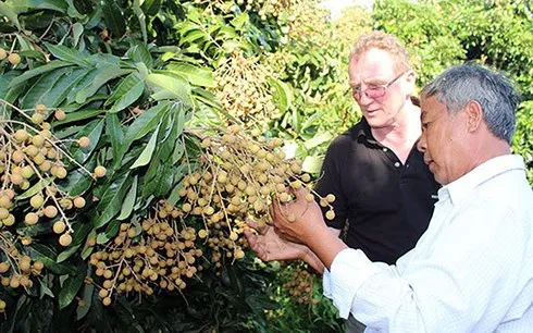 Longan exports to Australia