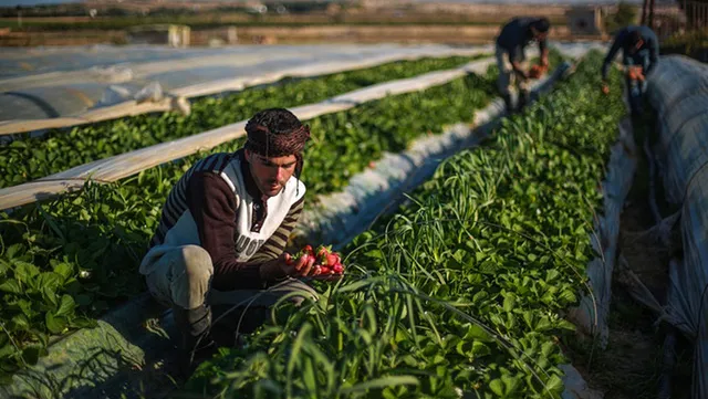 Palestinian farmer invents green heating
