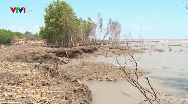 New house model helps Ca Mau residents face rising sea levels