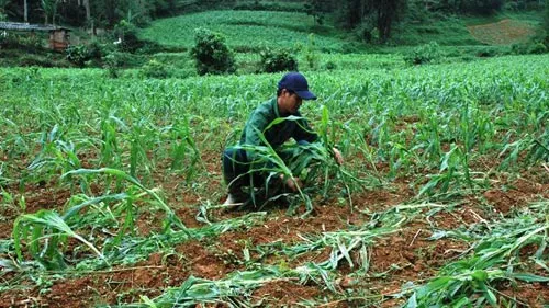 Heavy hailstorm hit Bac Kan province causing huge damage