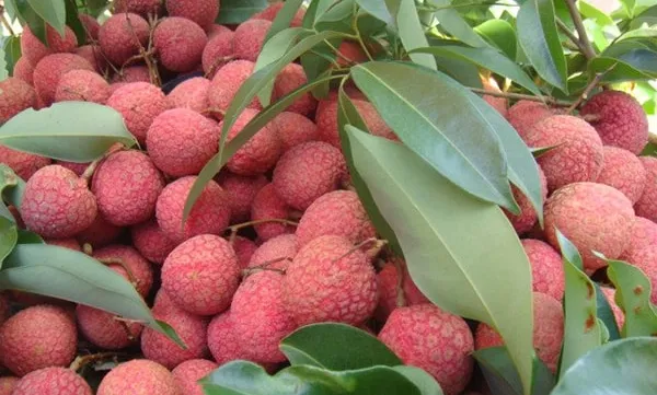 Early season Thanh Ha lychee enters the market