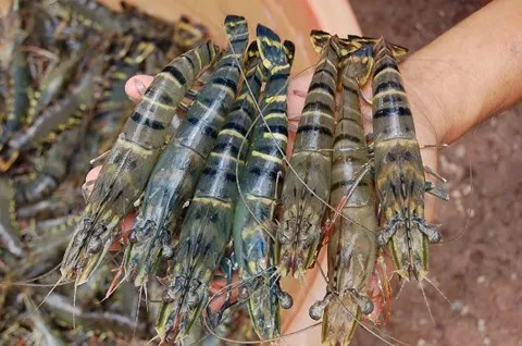 Shrimp sector promises breakthrough