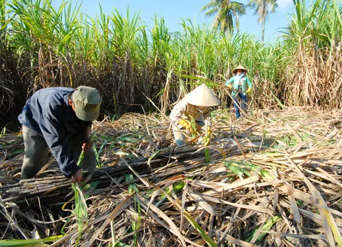 Sugarcane industry seeks measures to improve competitiveness