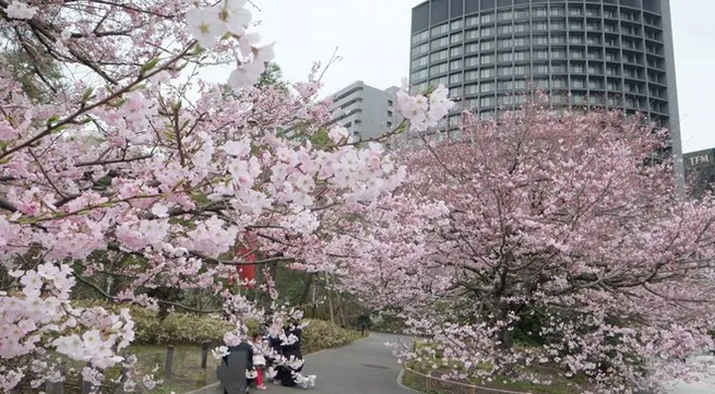 Cherry blossoms in Japan