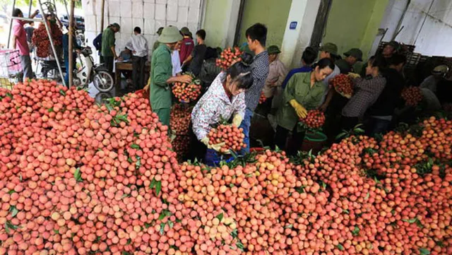 Lychee recognized as South East Asian specialty