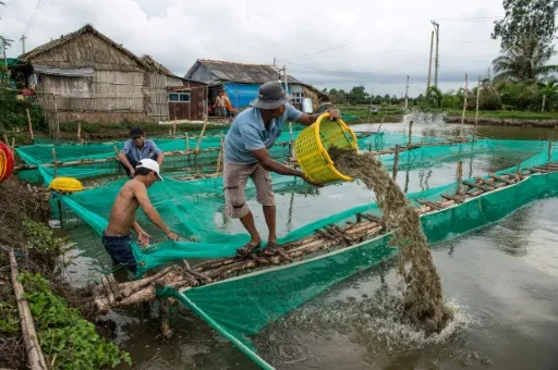 High prices bring opportunities to shrimp farmers