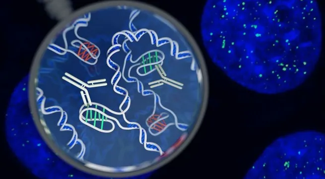 New DNA structure found