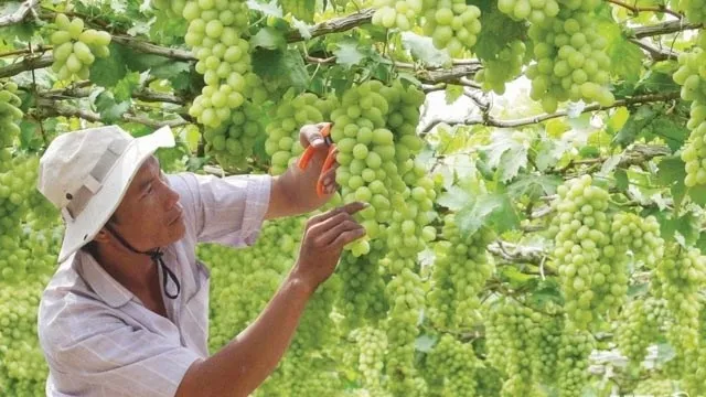 Ninh Thuan Grape and Wine Festival 2019 to take place in late April