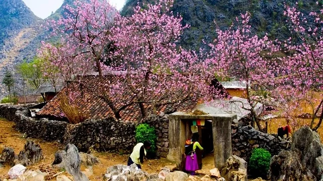 Peach blossom festival in Dong Van stone plateau