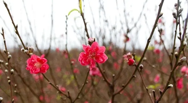 Nhat Tan peach blossoms boast beauty ahead of Tet