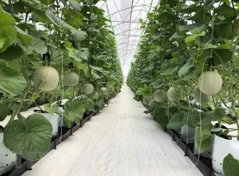 CPTPP brings opportunities, challenges to Vietnam’s agriculture