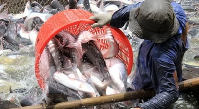 Mekong Delta localities discuss tra fish development