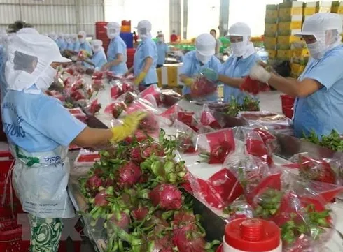 Agriculture businesses forge connection to join global value chains