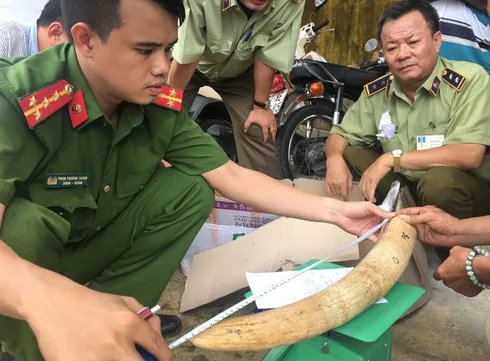 Nearly 20 kg of suspected elephant tusks seized in Binh Dinh